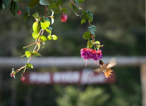 Lake Wenatchee Pine River Ranch B&B מראה חיצוני תמונה